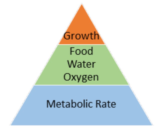 children breathe more air, drink more water, and eat more food per kilogram of body weight than do adults